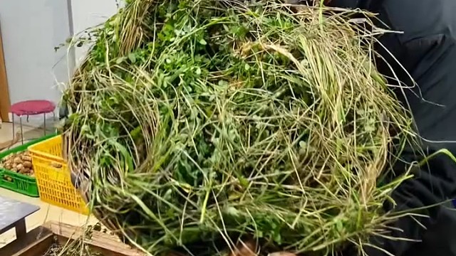 这是松树蘑菇吗？