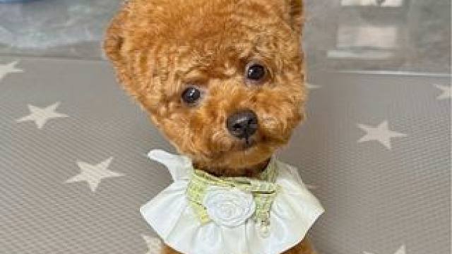 这狗真是一点都不会亏待自己！ #萌宠日常记录 #萌宠好物 #当你有只嘴馋小狗 #狗零食