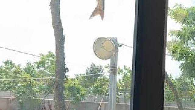 五年基酒醇香，鳄鱼骨肽助力，鳄鱼酒易吸收有营养