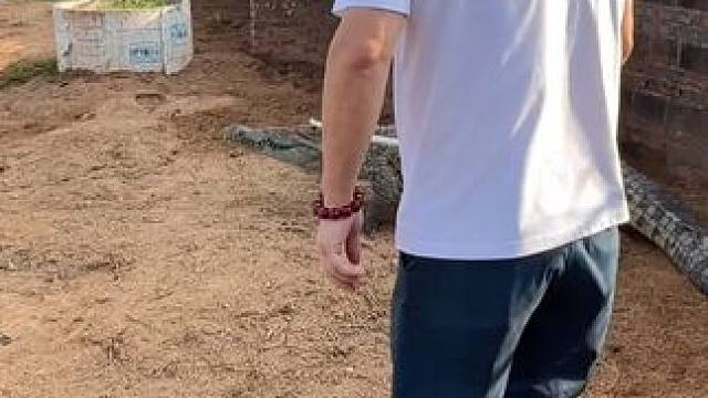 五年基酒酿造，鳄鱼骨肽小分子，鳄鱼酒易吸收更滋补