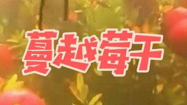 #热点 #零食推荐 #真材实料才能做出好味道 #美食推荐 蔓越莓干