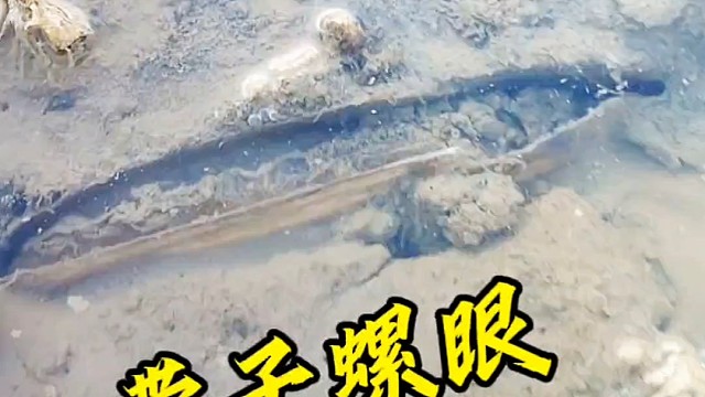 清晨，带子螺眼亮晶晶，赶海挖到爽