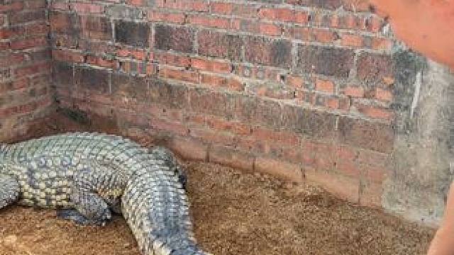 源头鳄鱼养殖，五年基酒珍藏，鳄鱼酒小分子易吸收