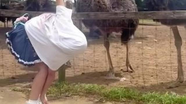 鸵鸟：我看你也是风韵犹存#鸵鸟#人类的迷惑行为  #天生反骨的鸵鸟 #动物的迷惑行为 #和汤姆猫家族