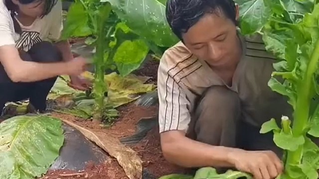 环割，促使烟叶变黄