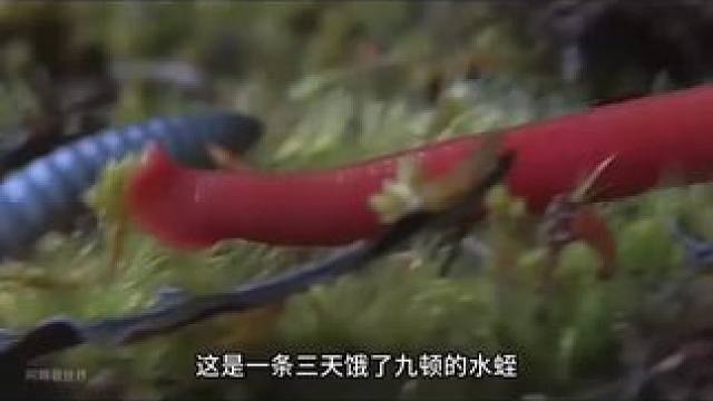 #关注我每天分享不同的故事