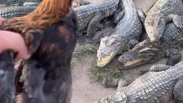 是不是很久没见功夫鸡了，不知还有没有喜欢的#熊哥鳄鱼 #鳄鱼养殖场