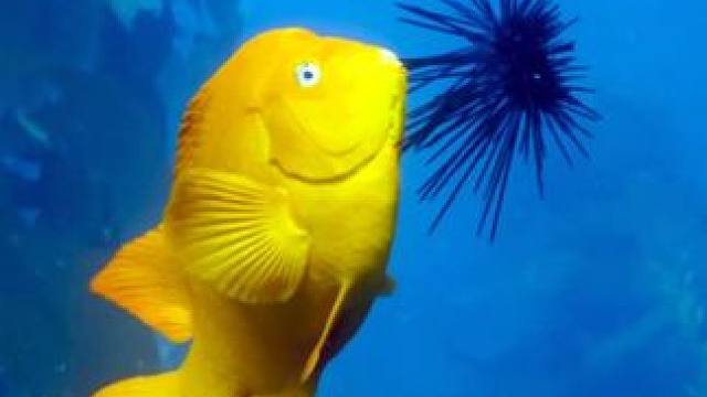 这鱼也太聪明了，还知道养殖海藻 #动物解说 #纪录片 #海洋世界