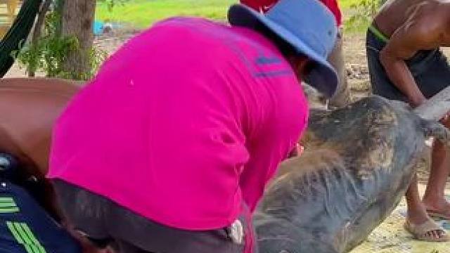 烤全牛 #我的乡村生活 #原始美味 #东南亚美食 #农村柴火灶 #东南亚八面佛