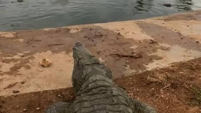 鳄鱼皮带-奢华与坚韧的完美融合 #鳄鱼 #鳄鱼皮带 #七夕礼物