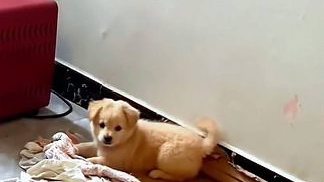 盘点狗狗的日常#萌宠日常记录#动物的迷惑行为#当你有只嘴馋小狗#干饭狗的日常#狗狗