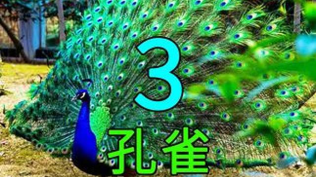 <第3/3集>孔雀的人工养殖，不可思议的收获 #孔雀 #纪录片解说