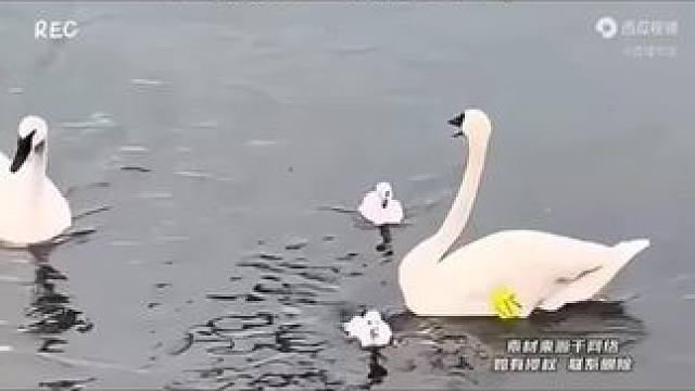 #关注我每天分享不同的故事