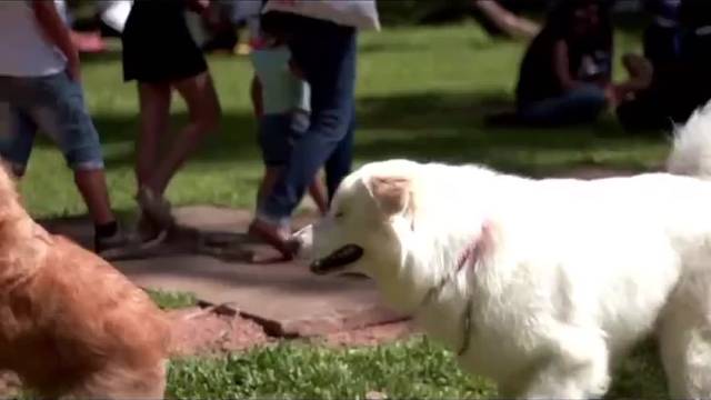 解锁狗狗握手技能：亲密互动的第一步