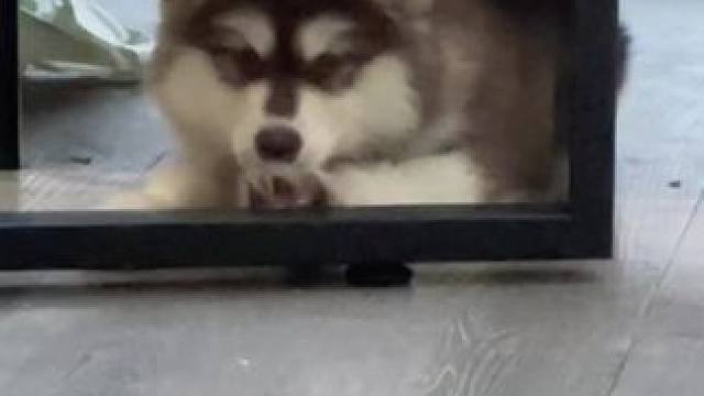 OMG！平时怎么不是这样的 #阿拉斯加 #萌宠出道计划 #狗狗 #萌宠日常记录 #憨狗