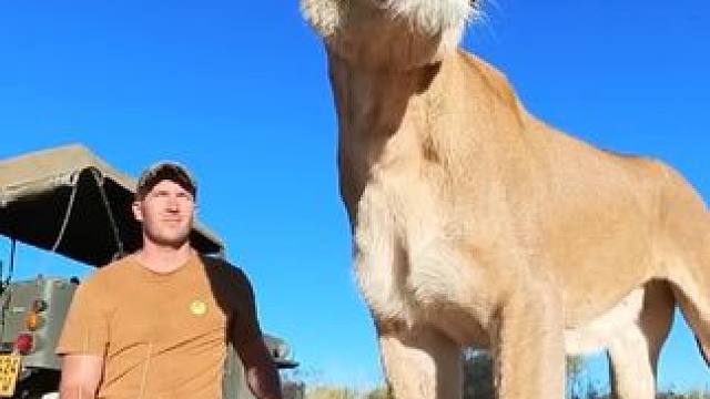 这保镖不错 #国外视频分享 #奇妙的动物 #狮子