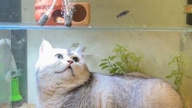 #和猫在一起的日子