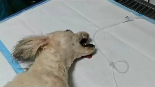 狗狗耳朵血肿，你了解多少？