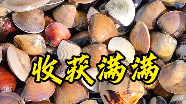 今天车螺太多了，一阵耙满桶