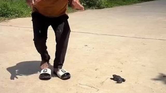 东南亚八面佛 #原始美味 #我的乡村生活 #东南亚美食 #农村生活