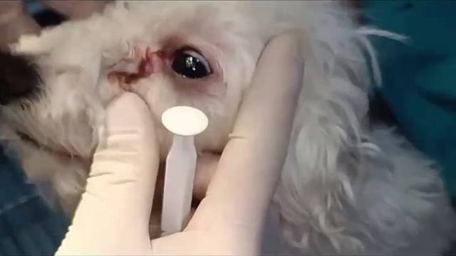 狗泪管堵塞：不容忽视的眼部问题