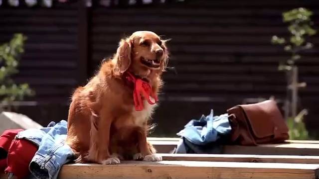 想要狗狗不叫？这些技巧一定要知道