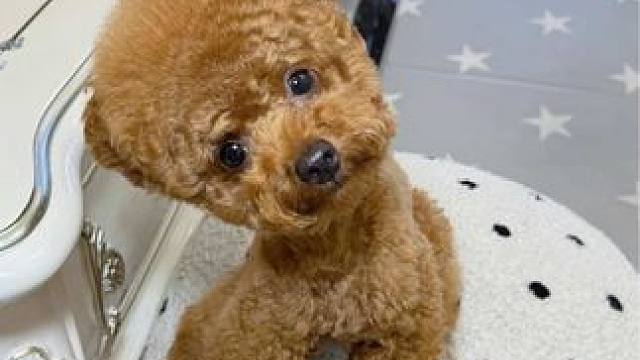 这小狗算是正式开口说话啦？ #萌宠日常记录 #万物可爱计划 #宅家治愈记 #狗狗