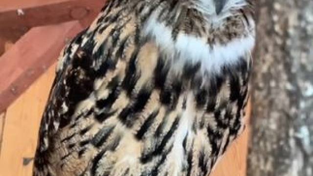 宠物雕鸮 #国外视频分享 #奇妙的动物 #雕鸮