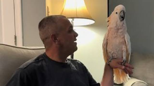 鸟中二哈和主人吵架 #国外视频分享 #奇妙的动物 #宠物