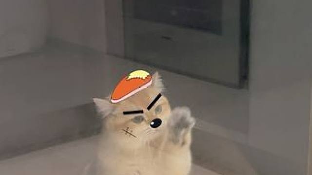 #傻猫 #恶霸 擦玻璃师傅今天很卖力