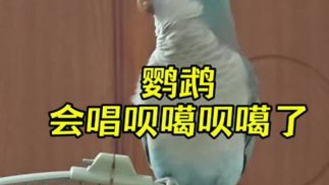 你们的鹦鹉又玩错了 天天听没想到会跟着唱了 #冰噶冰噶 #苏打锋 #和尚鹦鹉