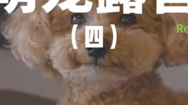 萌宠露营（四）带着狗子去露营，让它为所欲为，肆意撒欢~#露营 #户外露营 #助眠 #萌宠 #自由和远