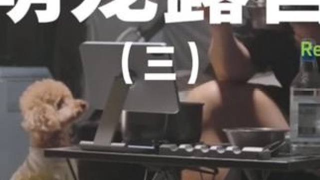 萌宠露营（三）带着狗子去露营，让它为所欲为，肆意撒欢~#露营 #户外露营 #助眠 #萌宠 #自由和远