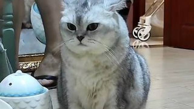 阿蛋总是在乖乖等老登配饭 #记录猫咪日常 #它真的好像个小宝宝 #监控下的一幕 #抖in萌宠计划