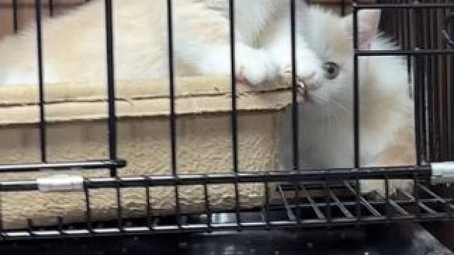 但凡有个客户走进我的店里 绝对不能让他空手回去！哈哈哈#壮实说猫