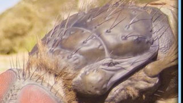 两人发现一只巨大的苍蝇，尝试训练它进行特殊任务 #电影解说