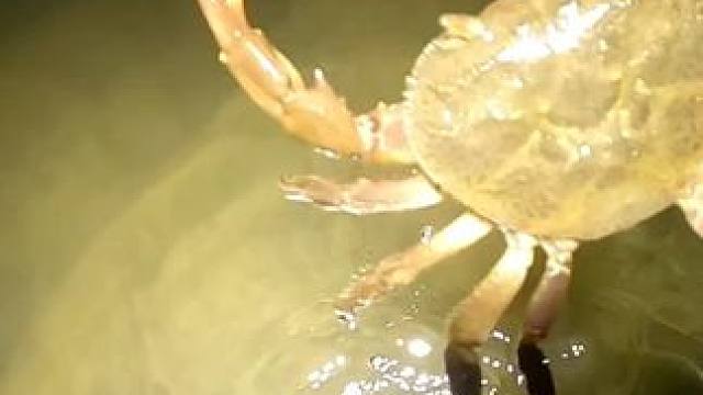 咋们来到之前捡螃蟹的这里，今天晚看一下能够搞到多少货。#捉螃蟹 #户外抓鱼 #黄鳝 #真实户外 #夜