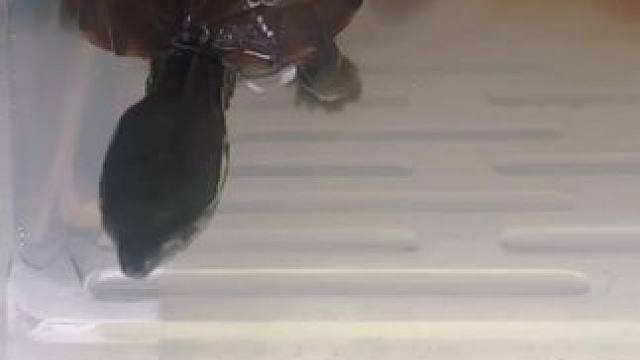 干饭啦！#小乌龟 #乌龟喂食