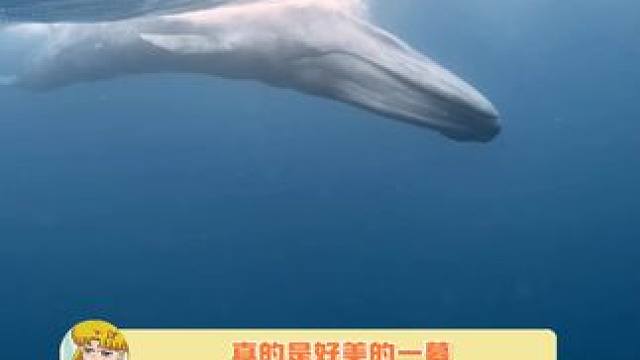 好美好震撼的一幕！！！ #蓝鲸#大海