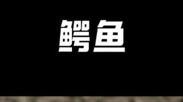 鳄鱼！ #鳄珍养生酒 #鳄鱼 #热点