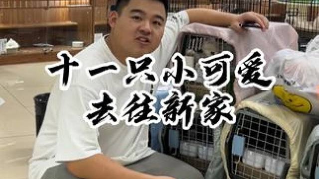 屏幕面前的家长们 请查收你家的小可爱~#壮实说猫 #缅因 #蓝金