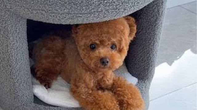 这狗居然学会偷了？？ 出门前放了云端支架本来想拍我不在家的时候它会做什么，万万没想到它居然偷！！#萌