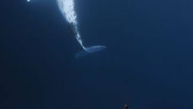 上一期12岁的东东宝贝刚追鲸毕业，这一期又迎来15岁的鱼崽多多，追鲸路说难不难，但也绝不轻松，这些宝