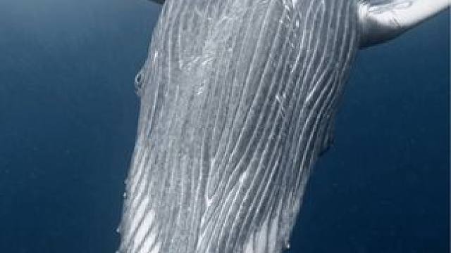 记录大翅鲸的震撼
#旅行推荐官 #画面太美 #神奇的大自然 #旅行