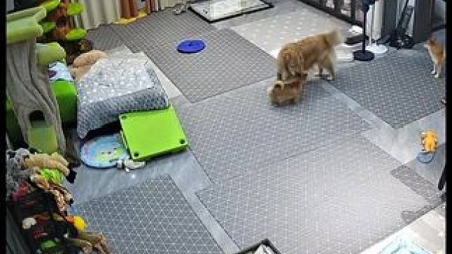 大家好！我们是一个快乐的5狗家庭！ #万物可爱计划 #宅家治愈记 #狗狗 #铲屎官的乐趣