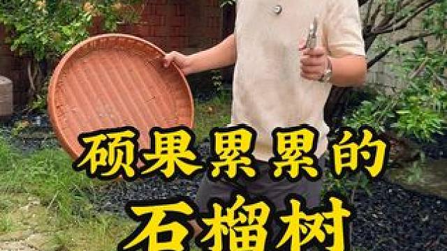 看着满树的石榴，一个一个的烂掉太可惜了 #石榴又红了 #小院生活 #石榴树 #乡村生活家  #我的乡