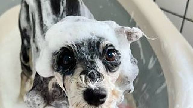 双狗家庭沉浸式洗澡 养两只小型犬在家洗澡全流程
#狗洗澡#海博尼沐浴露#狗狗沐浴露#雪纳瑞#沉浸式洗