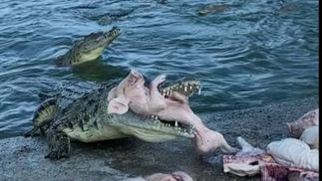 醇厚不凡，鳄鱼酒——滋养每一刻