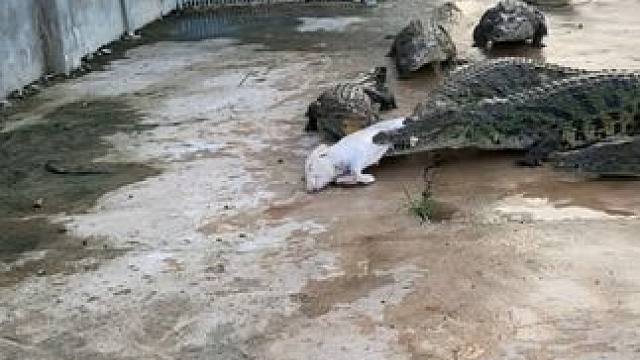 鳄鱼养生酒，品味尊贵，滋养生活