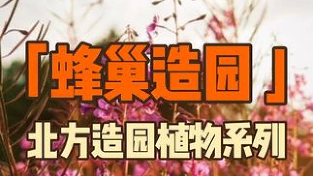 今天我们一起来认识千屈菜！#花园设计 #造园 #庭院植物 #生活美学 #景观